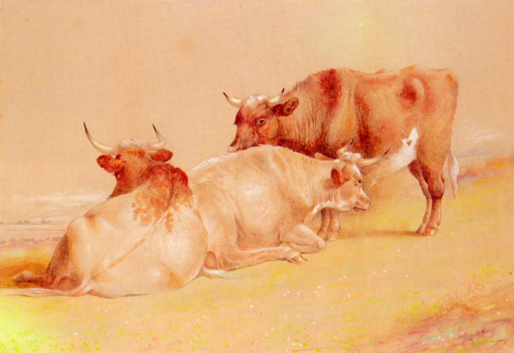 Cattle Resting 1.jpg