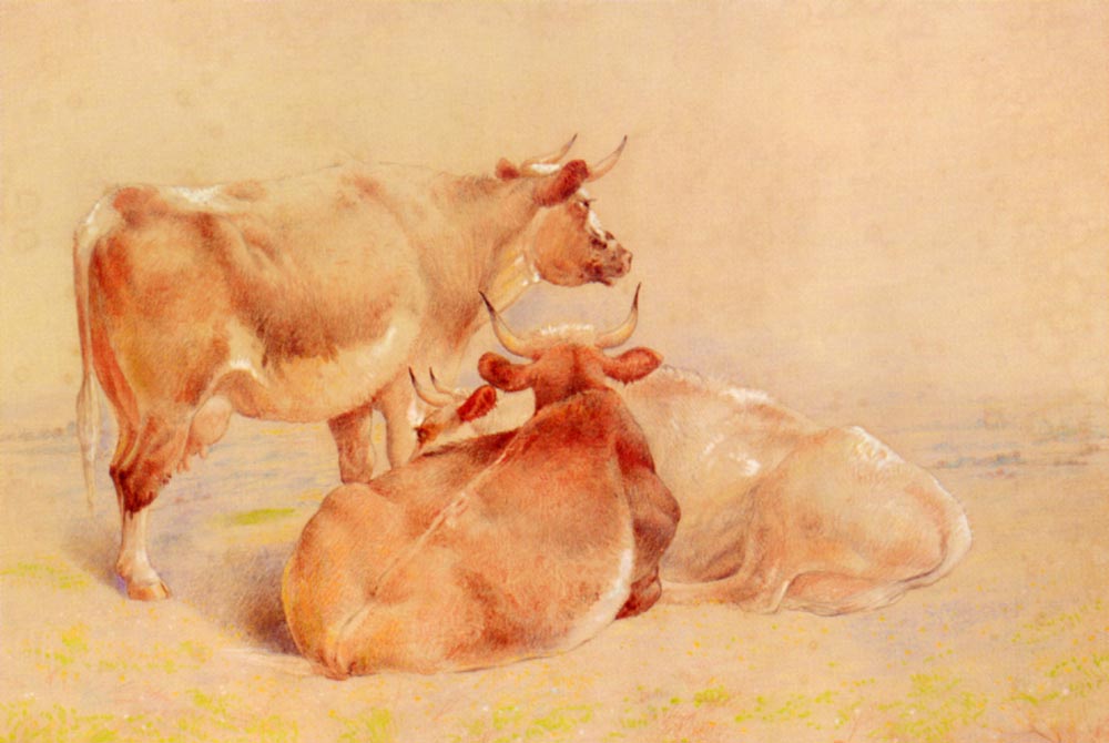 Cattle Resting 2.jpg